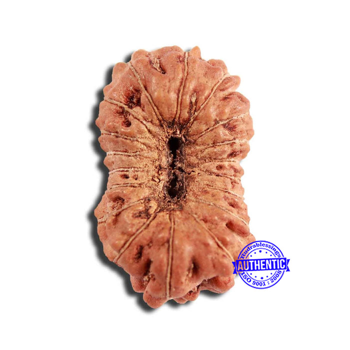 18 Mukhi Rudraksha from Indonesia - Bead No. 223