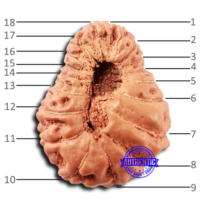 18 Mukhi Rudraksha from Indonesia - Bead No. 231