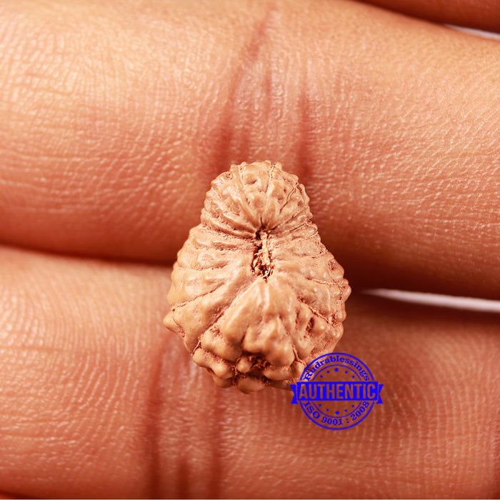 18 Mukhi Rudraksha from Indonesia - Bead No. 231