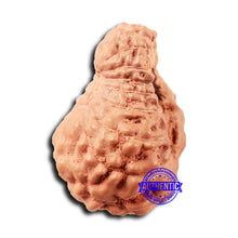 Load image into Gallery viewer, 18 Mukhi Rudraksha from Indonesia - Bead No. 231
