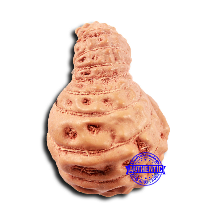 18 Mukhi Rudraksha from Indonesia - Bead No. 231