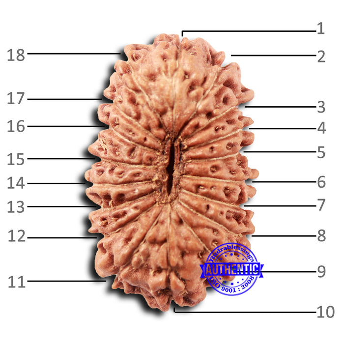 18 Mukhi Rudraksha from Indonesia - Bead No. 232