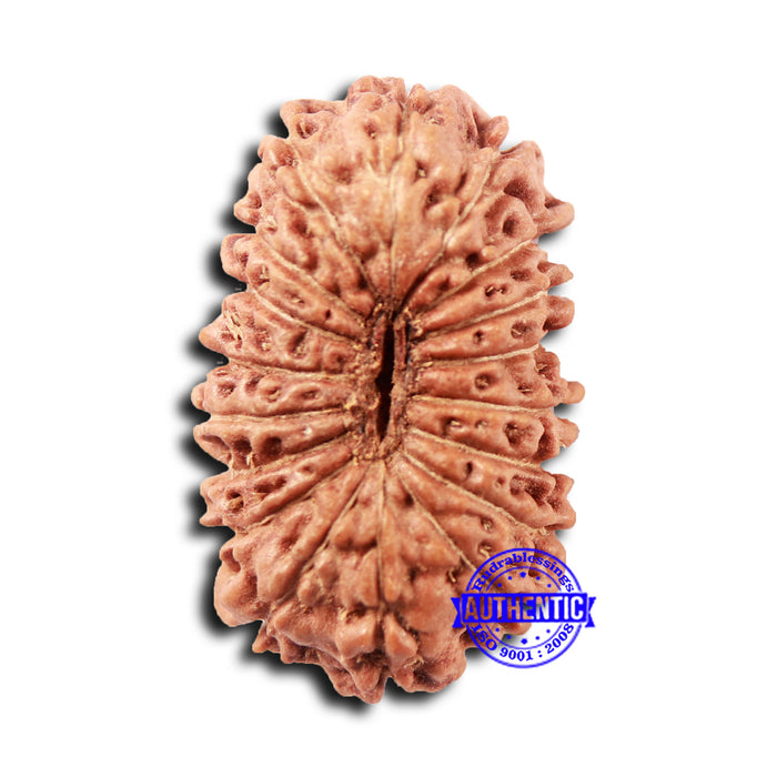 18 Mukhi Rudraksha from Indonesia - Bead No. 232