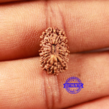 Load image into Gallery viewer, 18 Mukhi Rudraksha from Indonesia - Bead No. 232
