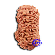 Load image into Gallery viewer, 18 Mukhi Rudraksha from Indonesia - Bead No. 232
