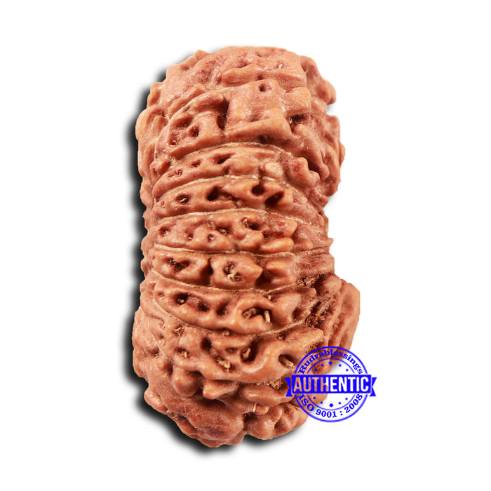 18 Mukhi Rudraksha from Indonesia - Bead No. 232