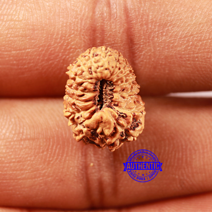 18 Mukhi Rudraksha from Indonesia - Bead No. 233