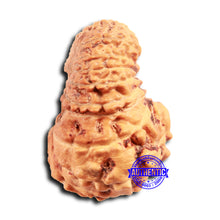 Load image into Gallery viewer, 18 Mukhi Rudraksha from Indonesia - Bead No. 233
