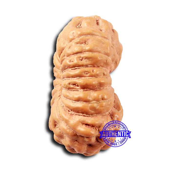 18 Mukhi Rudraksha from Indonesia - Bead No. 234