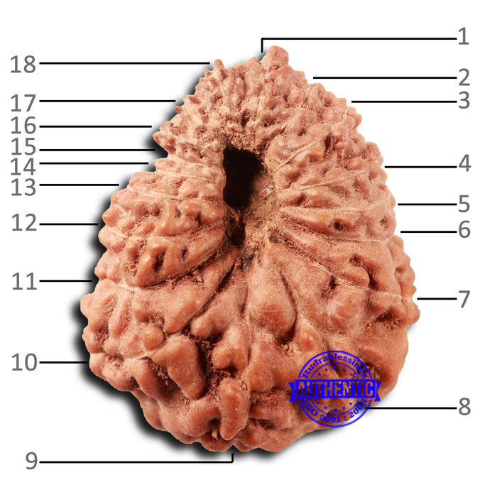 18 Mukhi Rudraksha from Indonesia - Bead No. 235