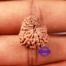 Load image into Gallery viewer, 18 Mukhi Rudraksha from Indonesia - Bead No. 235
