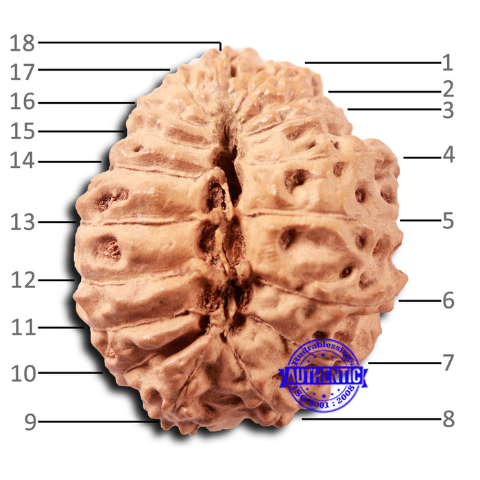 18 Mukhi Rudraksha from Indonesia - Bead No. 236