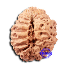 Load image into Gallery viewer, 18 Mukhi Rudraksha from Indonesia - Bead No. 236
