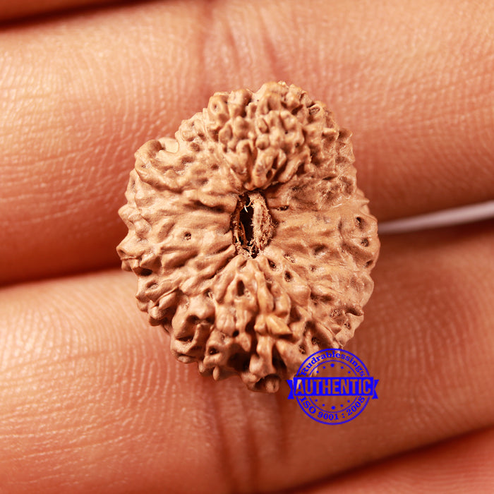 18 Mukhi Rudraksha from Indonesia - Bead No. 236