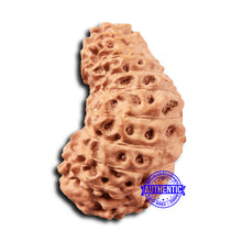 Load image into Gallery viewer, 18 Mukhi Rudraksha from Indonesia - Bead No. 236
