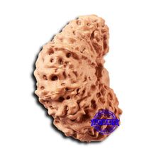 Load image into Gallery viewer, 18 Mukhi Rudraksha from Indonesia - Bead No. 236
