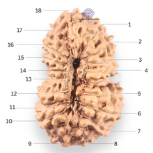 Load image into Gallery viewer, 18 Mukhi Rudraksha from Indonesia - Bead No. 241
