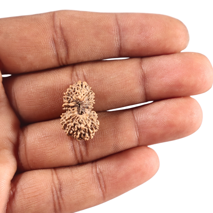 18 Mukhi Rudraksha from Indonesia - Bead No. 241