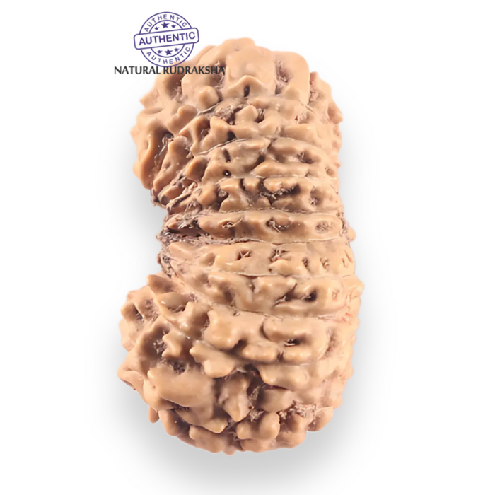 18 Mukhi Rudraksha from Indonesia - Bead No. 241