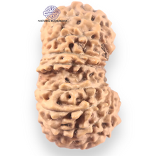 Load image into Gallery viewer, 18 Mukhi Rudraksha from Indonesia - Bead No. 241
