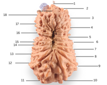 Load image into Gallery viewer, 18 Mukhi Rudraksha from Indonesia - Bead No. 242
