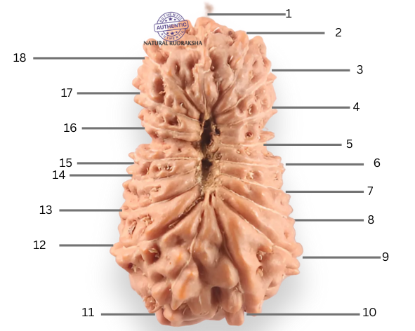 18 Mukhi Rudraksha from Indonesia - Bead No. 242