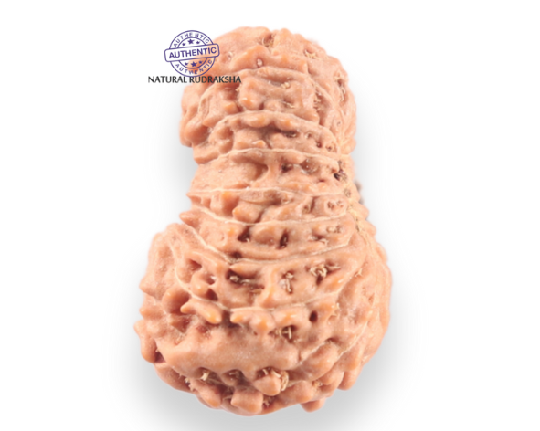 18 Mukhi Rudraksha from Indonesia - Bead No. 242