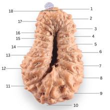 Load image into Gallery viewer, 18 Mukhi Rudraksha from Indonesia - Bead No. 243
