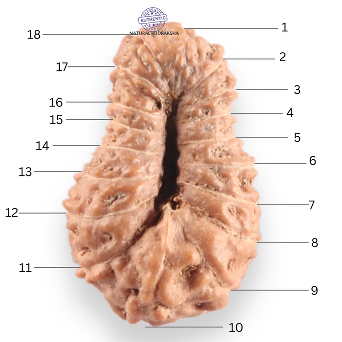 18 Mukhi Rudraksha from Indonesia - Bead No. 243