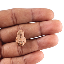 Load image into Gallery viewer, 18 Mukhi Rudraksha from Indonesia - Bead No. 243
