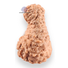 Load image into Gallery viewer, 18 Mukhi Rudraksha from Indonesia - Bead No. 243
