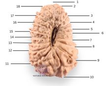Load image into Gallery viewer, 18 Mukhi Rudraksha from Indonesia - Bead No. 246
