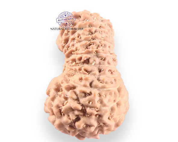 18 Mukhi Rudraksha from Indonesia - Bead No. 246
