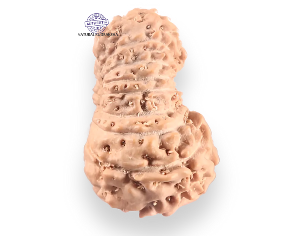 18 Mukhi Rudraksha from Indonesia - Bead No. 246