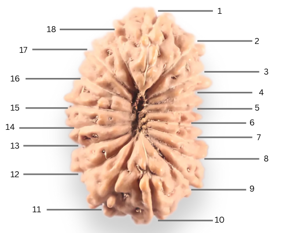 18 Mukhi Rudraksha from Indonesia - Bead No. 248