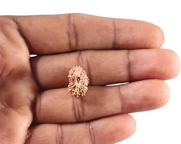 18 Mukhi Rudraksha from Indonesia - Bead No. 248