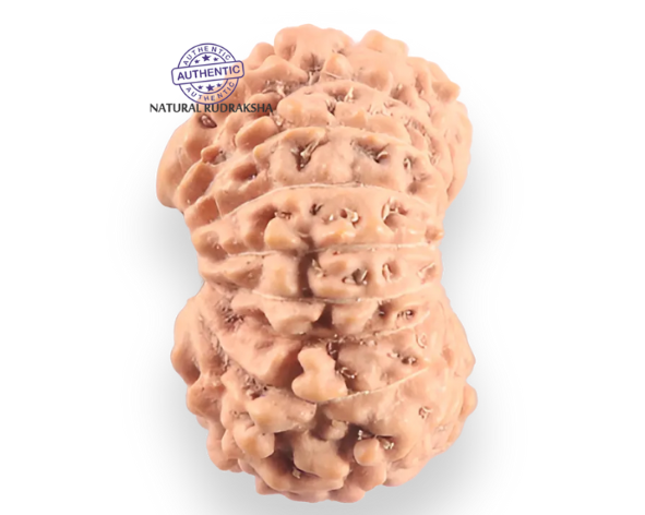 18 Mukhi Rudraksha from Indonesia - Bead No. 248