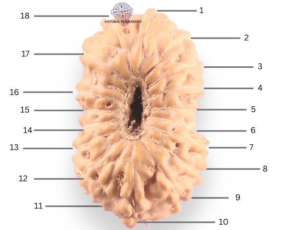 18 Mukhi Rudraksha from Indonesia - Bead No. 249