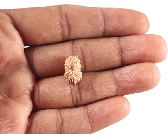 18 Mukhi Rudraksha from Indonesia - Bead No. 249