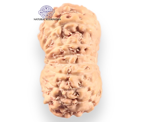 18 Mukhi Rudraksha from Indonesia - Bead No. 249