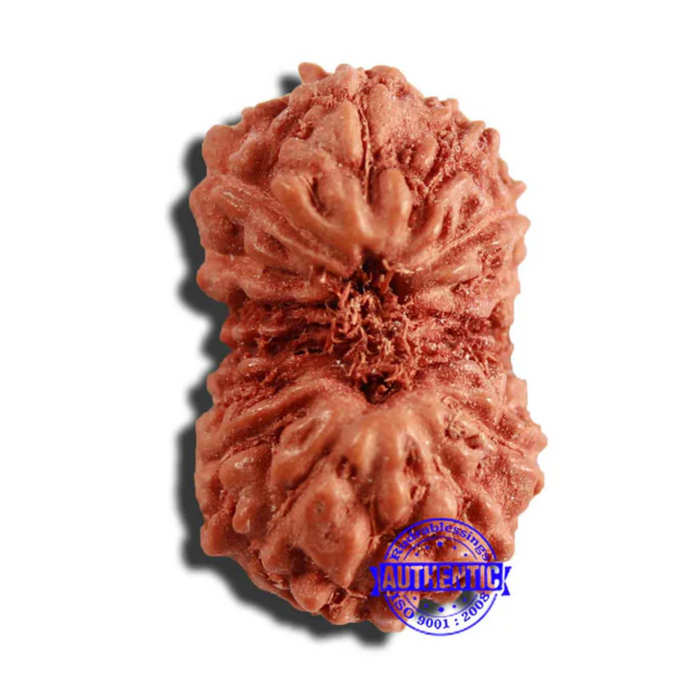 17 Mukhi Rudraksha from Indonesia - Bead No. 198