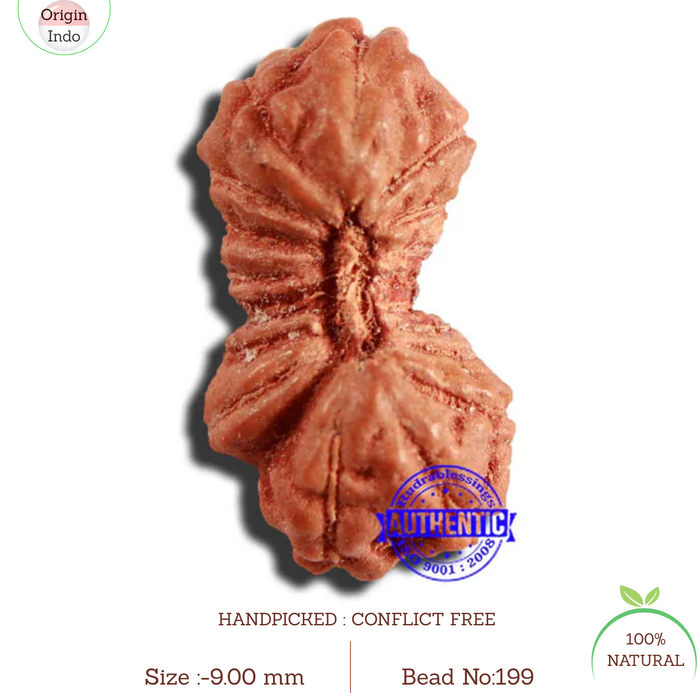 17 Mukhi Rudraksha from Indonesia - Bead No. 199