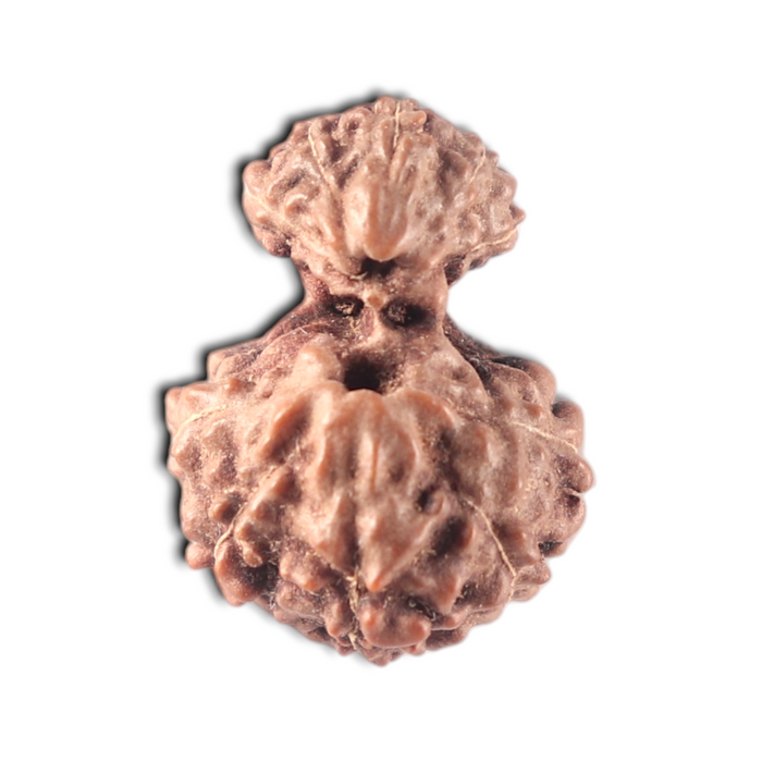 Indonesian Garbh Gauri Rudraksha - Bead No. 19