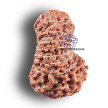 Load image into Gallery viewer, 19 Mukhi Indonesian Rudraksha - Bead 172
