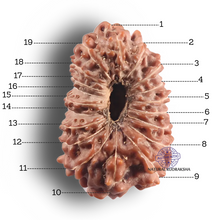 Load image into Gallery viewer, 19 Mukhi Indonesian Rudraksha - Bead 172
