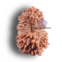 Load image into Gallery viewer, 19 Mukhi Indonesian Rudraksha - Bead 172
