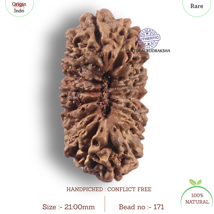 19 Mukhi Indonesian Rudraksha - Bead 171