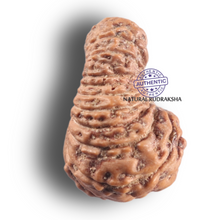 Load image into Gallery viewer, 19 Mukhi Indonesian Rudraksha - Bead 173

