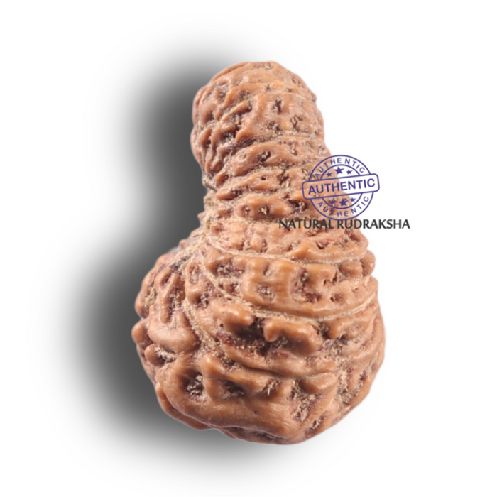19 Mukhi Indonesian Rudraksha - Bead 173