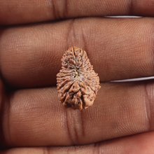 Load image into Gallery viewer, 19 Mukhi Indonesian Rudraksha - Bead 173

